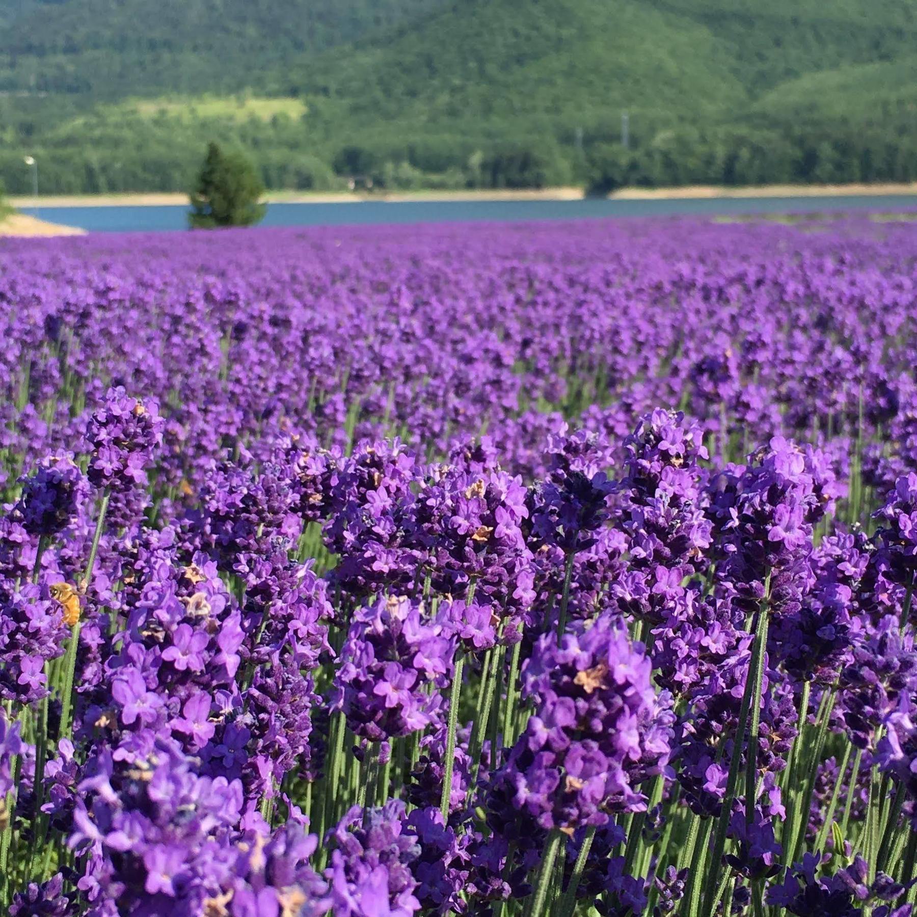 Отель Nanputei Minamifurano Экстерьер фото